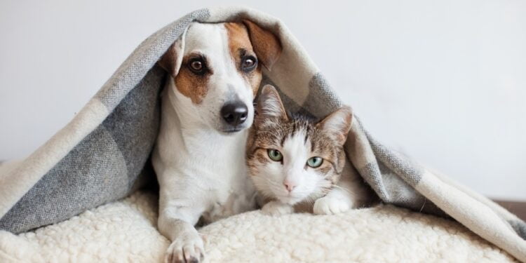 dicas para proteger pet do barulho de fogos na virada do ano