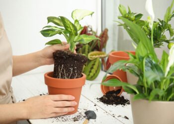 passo a passo para trocar planta de vaso
