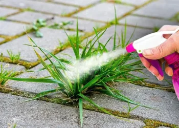 Método INFALÍVEL para eliminar Ervas Daninhas usando Bicarbonato
