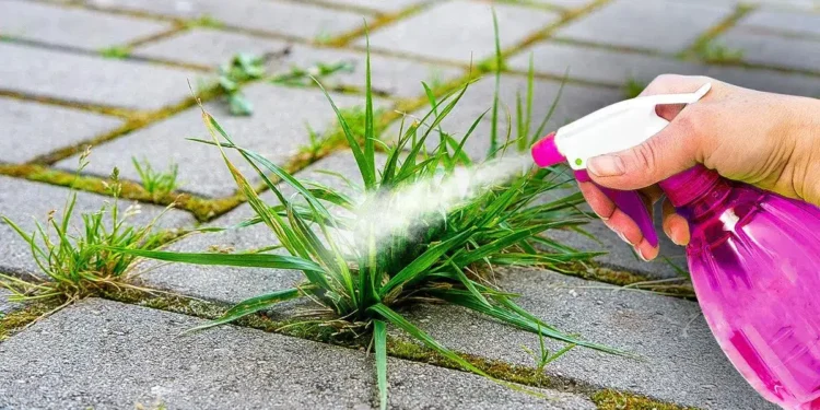 Método INFALÍVEL para eliminar Ervas Daninhas usando Bicarbonato