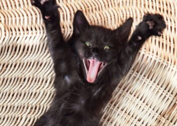 gatos e esquizofrenia