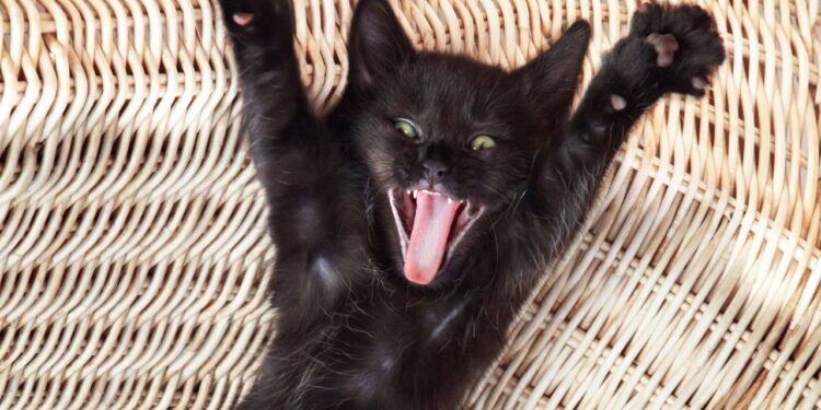 gatos e esquizofrenia