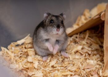 hamster é rato