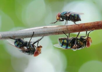 manter as moscas longe de casa