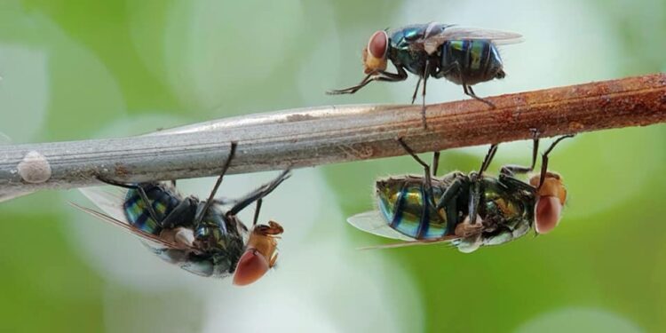 manter as moscas longe de casa