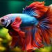 peixe Betta