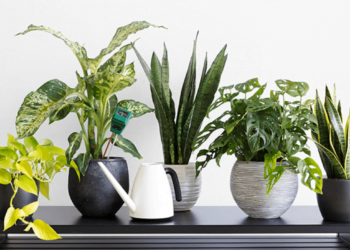 Essas 5 plantas recomendadas pela Nasa purificam o ar de sua casa