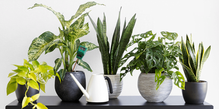 Essas 5 plantas recomendadas pela Nasa purificam o ar de sua casa