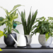 Essas 5 plantas recomendadas pela Nasa purificam o ar de sua casa