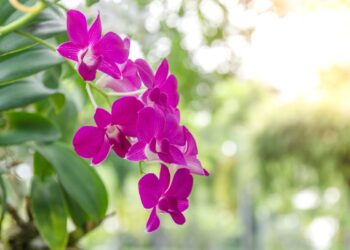 salvar orquídeas dos fungos