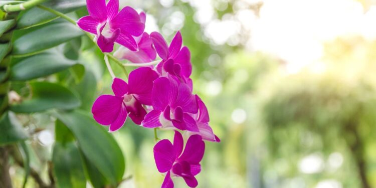 salvar orquídeas dos fungos