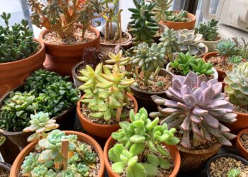 top 5 suculentas para se ter em casa