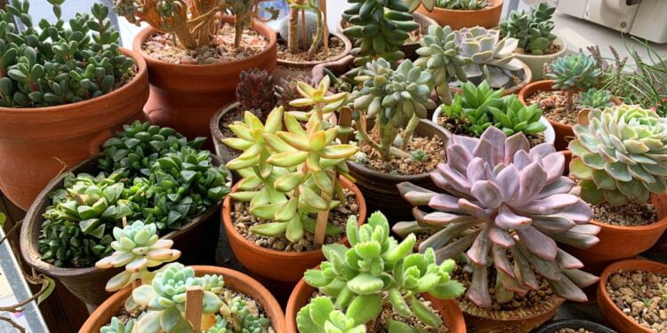 top 5 suculentas para se ter em casa