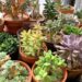 top 5 suculentas para se ter em casa