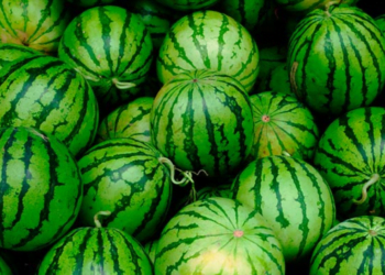 Você sabia que existe melancia macho e fêmea e uma delas é muito mais doce?
