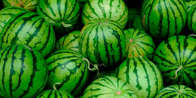 Você sabia que existe melancia macho e fêmea e uma delas é muito mais doce?