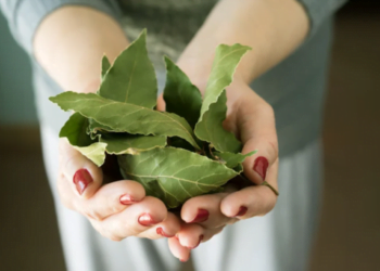 Coloque uma folha de louro no colchão antes de dormir; o motivo é incrível!