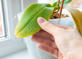 A razão pela qual suas plantas ficam amarelas nas pontas