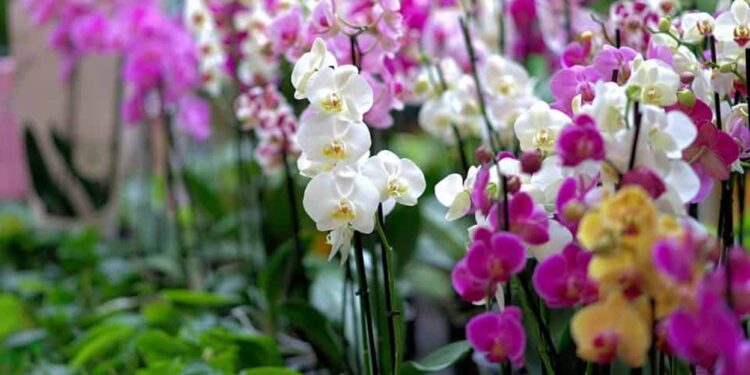 SEGREDO REVELADO! Orquídea super abundantes com algumas gotas deste ingrediente secreto