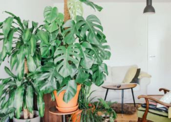 Feng shui: 3 suculentas que você PODE ter em casa para atrair dinheiro