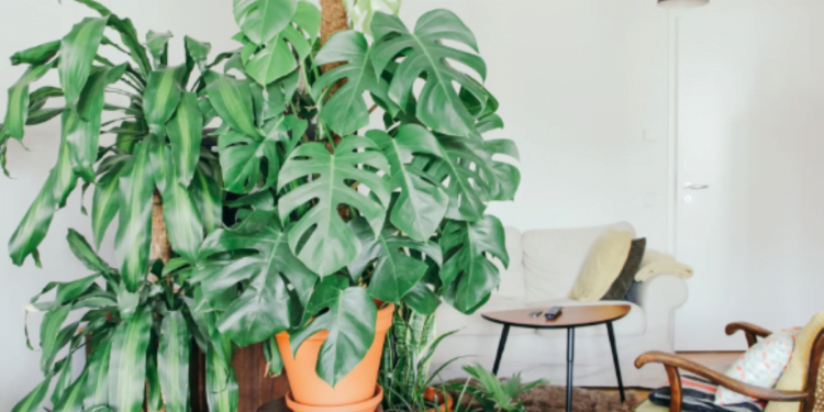 Feng shui: 3 suculentas que você PODE ter em casa para atrair dinheiro