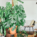 Feng shui: 3 suculentas que você PODE ter em casa para atrair dinheiro