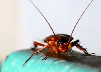 Elimine as baratas com 2 remédios caseiros FÁCEIS, práticos e econômicos