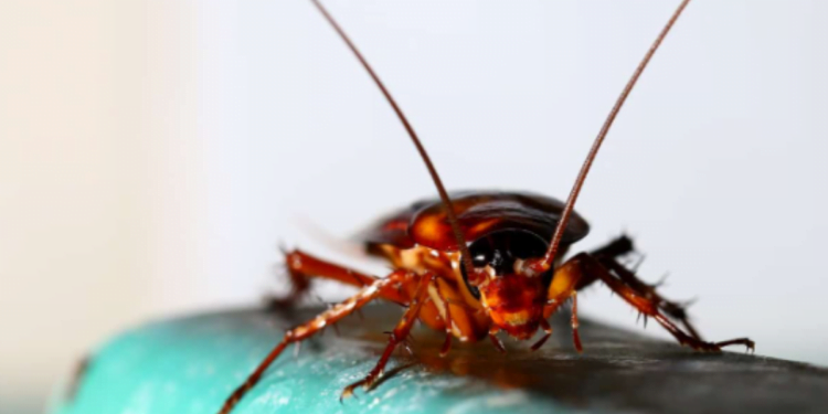 Elimine as baratas com 2 remédios caseiros FÁCEIS, práticos e econômicos