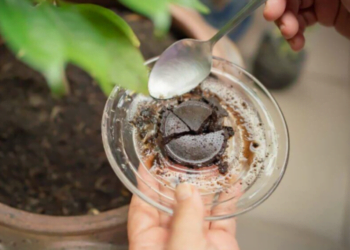 Fertilizante caseiro POTENTE para fazer florescer orquídeas com 1 ingrediente!