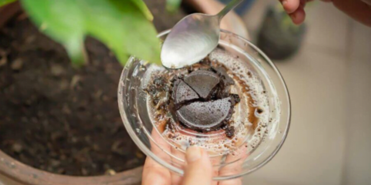 Fertilizante caseiro POTENTE para fazer florescer orquídeas com 1 ingrediente!