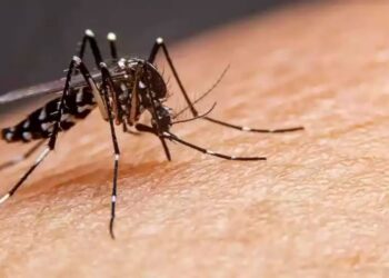 Todo mundo tem em casa: produto espanta mosquitos para sempre