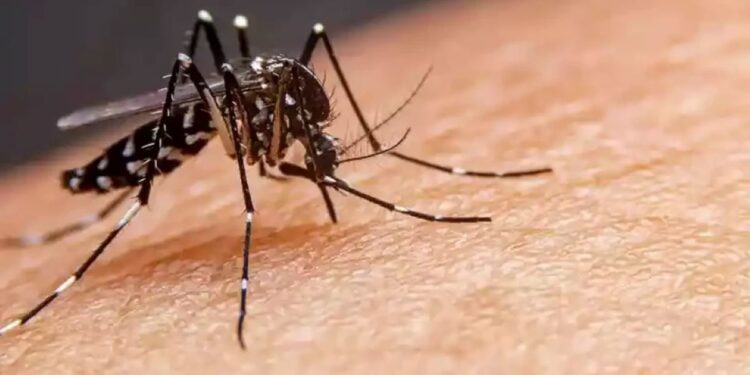 Todo mundo tem em casa: produto espanta mosquitos para sempre
