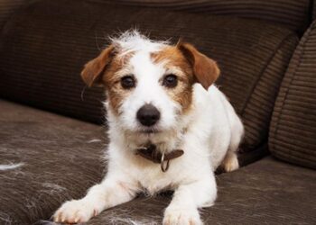 Dicas para proteger o seu sofá e estofados dos pelos de animais de estimação