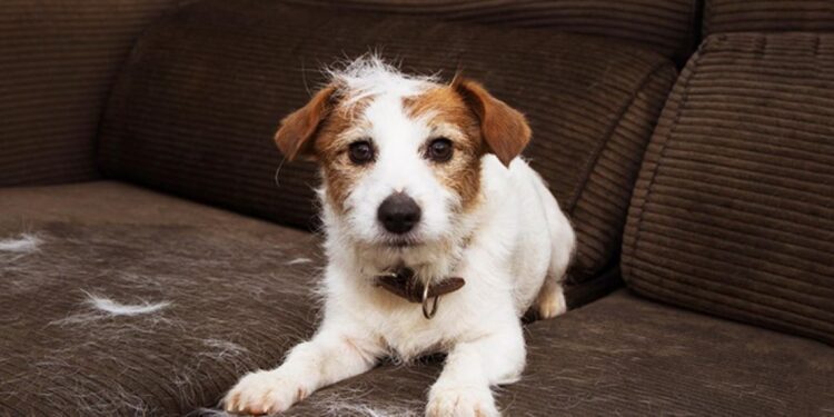 Dicas para proteger o seu sofá e estofados dos pelos de animais de estimação