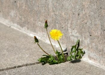 7 ingredientes para acabar com as ervas daninhas das calçadas