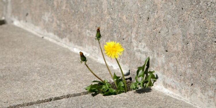 7 ingredientes para acabar com as ervas daninhas das calçadas