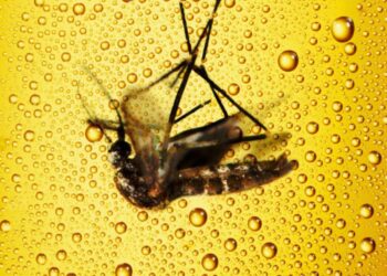 Beber cerveja aumenta suas chances de ser picado por mosquitos? Veja se é Verdade ou Mito!