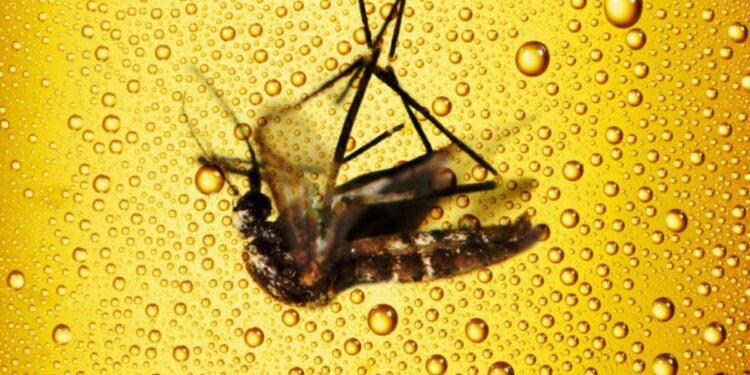 Beber cerveja aumenta suas chances de ser picado por mosquitos? Veja se é Verdade ou Mito!