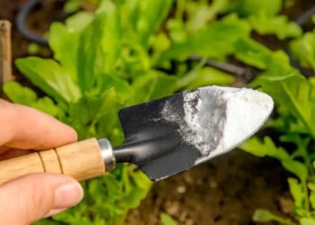 Benefícios Surpreendentes do Bicarbonato de Sódio para o seu Jardim