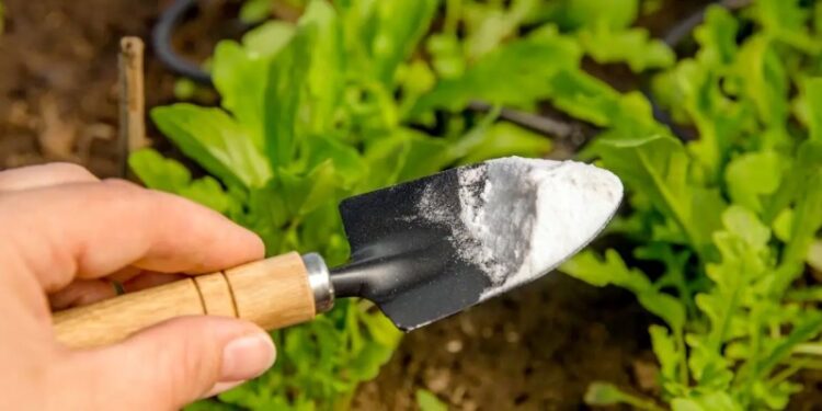 Benefícios Surpreendentes do Bicarbonato de Sódio para o seu Jardim