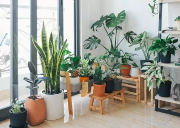 Aprenda ESTA mistura caseira que faz suas PLANTAS crescerem lindas e saudáveis!