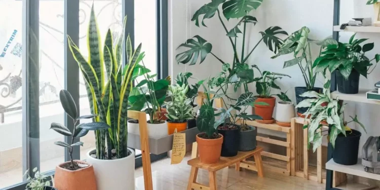 Aprenda ESTA mistura caseira que faz suas PLANTAS crescerem lindas e saudáveis!