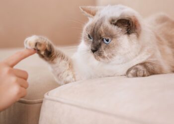 Formas de tirar pelos de gato do sofá (sem aspirador)