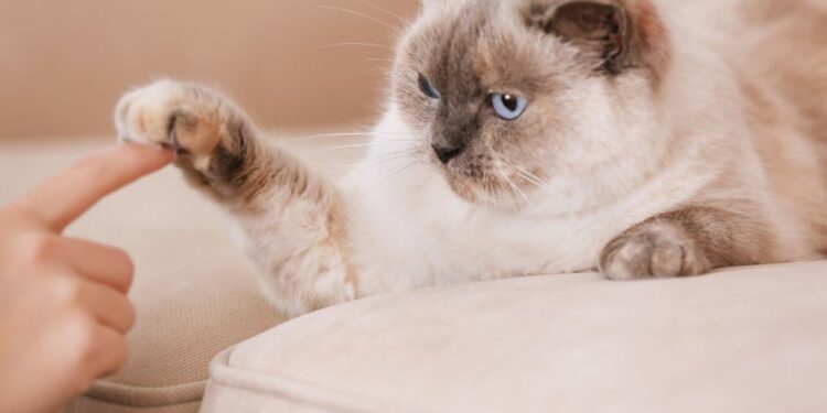 Formas de tirar pelos de gato do sofá (sem aspirador)