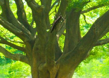 Inseto em extinção - lagosta-das-árvores