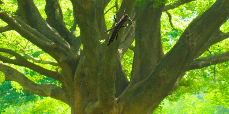 Inseto em extinção - lagosta-das-árvores
