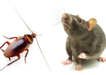Aprenda a se livrar de baratas e ratos em sua casa de forma eficaz e econômica