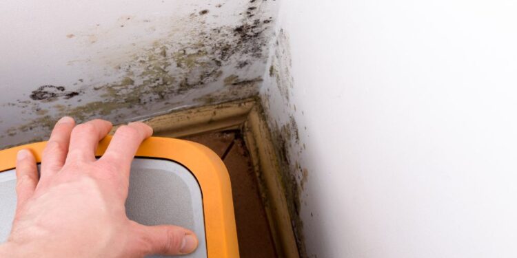 Receitinha de antimofo caseiro para o seu lar! Confira aqui