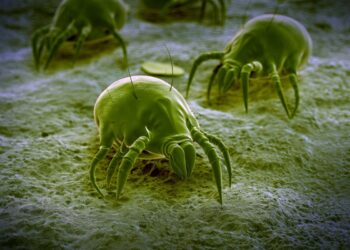 acabar com os ácaros