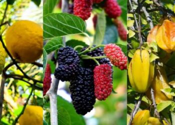 As Melhores Árvores Frutíferas para Plantar na Calçada
